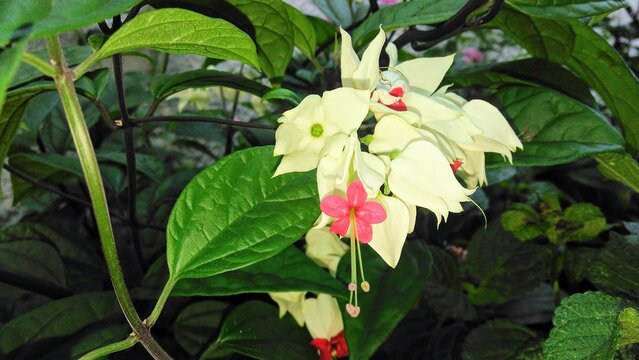 Il giardino di Bea
