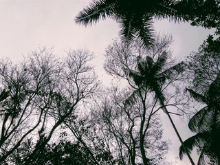 Albero e cielo bianco nero