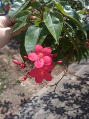 Fiori rosse