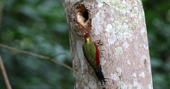 Two colorful woodpeckers perched on a weathered tree trunk, showcasing their vibrant plumage against the natural backdrop.