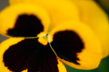 close up of yellow flower, härnösand,,sverige, norrland,sweden,summer
