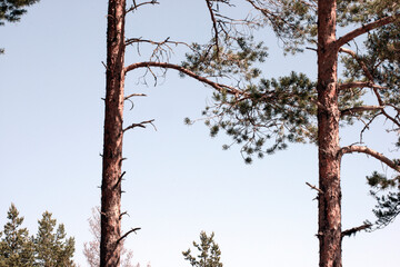 trees in the forest, smitingen,härnösand,,stockholm,sverige, norrland,sweden,summer
