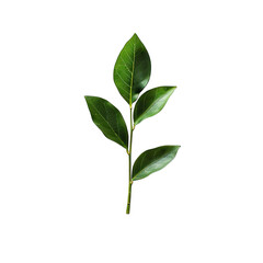 Close-up of a vibrant green stem with three leaves against a black background