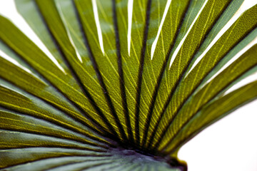 close up of palm leaf, nacka,stockholm,sverige, norrland,sweden,summer