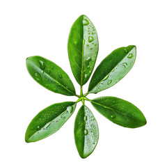 Close-up of a vibrant green plant leaf rosette, radiating outwards.  Water droplets cling to the leaves.  Sharp focus on the textured leaf surface
