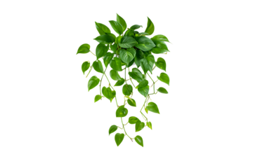 Vibrant green heart shaped leaves of a trailing houseplant isolated on transparent background