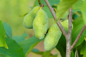 パッションフルーツのポポー