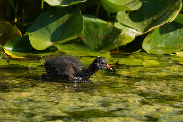 Common moorhen chick, Gallinula chloropus
