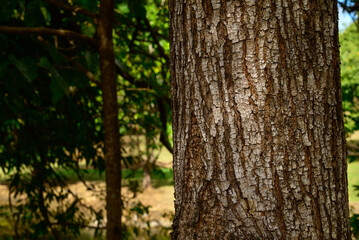 Fototapeta premium Detailed shots of unique trees in Bicentennial Lakes Park, Mareeba, Queensland, showcasing textured bark, lush foliage, and the tranquil natural beauty of this tropical Australian setting.