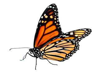 Monarch butterfly detailed wing pattern isolated on transparent background