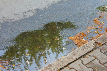 Tree reflection mirrored in wet pavement puddle after rain creating natural symmetry