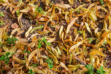 Colorful autumn leaves scattered on ground creating natural carpet of golden browns