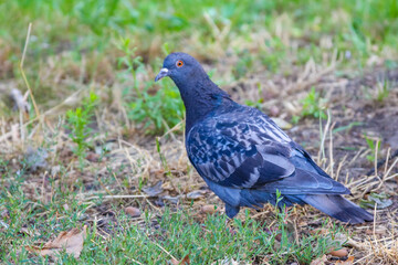 Obraz premium Gray crow standing on natural ground surrounded by dried grass and vegetation