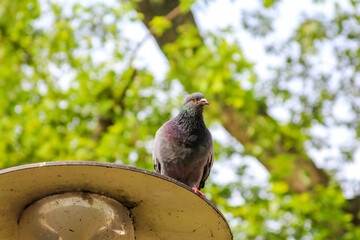 Wooden bird feeder hanging from tree branch with natural bokeh background in spring garden