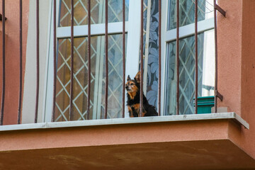 Domestic cat sitting behind window glass with metal security bars in residential building