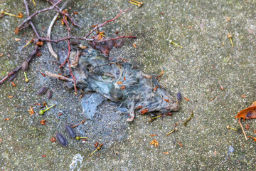 Fallen autumn leaves scattered on wet concrete pavement creating natural seasonal pattern in urban...