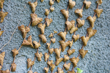 Dense collection of acorns on pavement creating natural autumn carpet of oak tree seeds
