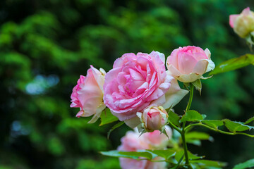 Delicate pink roses blooming in peaceful cemetery garden creating soft romantic memorial atmosphere with natural bokeh background