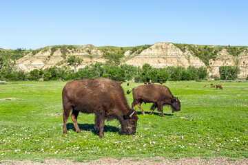 Herd of the wild bison in the Theodore Roosevelt National Park