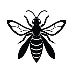 hornet on white background