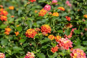 plant known as Lantana camara in a garden in Rio de Janeiro.