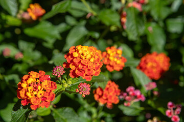 plant known as Lantana camara in a garden in Rio de Janeiro.