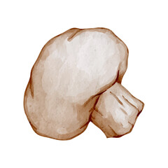 Ripe, colorful champignon mushrooms. Vector graphics.