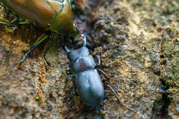 樹液を求め木に登るコクワガタ