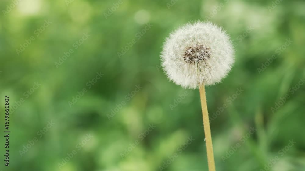 Poster closeup of a fragile dandelion against a soft green background.