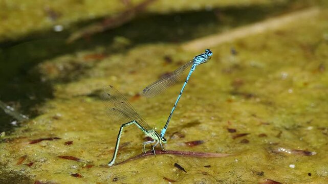 Closeup shot of a vibrant blue damselfly standing upright on wet ground in shallow water habitat