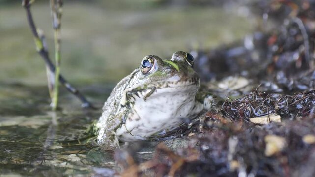 Close-up shot of a frog peeking above the water surface, blending naturally into the pond scene