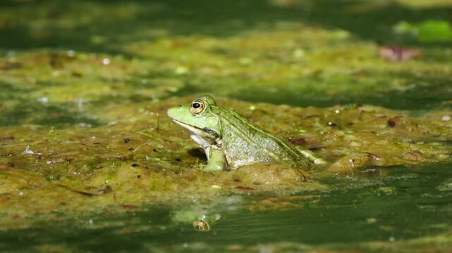 Closeup of a green frog resting quietly on algae-covered water in its natural wetland habitat