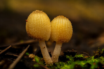 A macro photo of  two small mushrooms in a heart shape in a forest