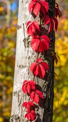 Red Virginia Creeper Vine Climbing Up Tree Trunk in Vibrant Autumn Sunlight