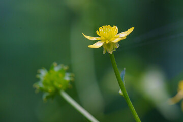 野原の木陰に咲くキツネノボタンの花