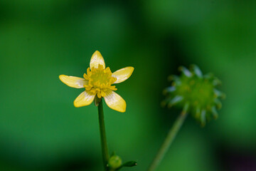 野原の木陰に咲くキツネノボタンの花