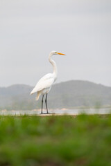 heron outdoors on paqueta island in rio de janeiro.