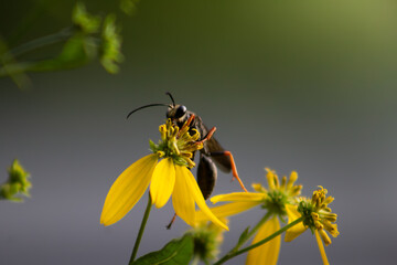 bee on flower