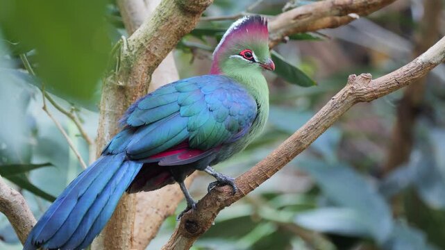 Closeup of turaco with iridescent blue and green plumage perches on a branch in a lush forest canopy