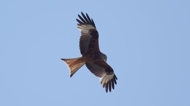 Soaring red kite glides under a clear blue sky with its wings fully spread and tail fanned
