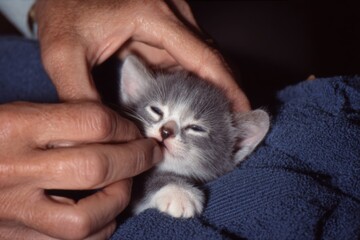 Volunteer tenderly cradles kitten in heartwarming rescue scene. Pet care. Emotional plea for cat neutering after tragic discovery in thanet. Cat rescue. Volunteer effort.