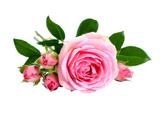 Naklejka premium Beautiful pink rose and buds with green leaves isolated on transparent background