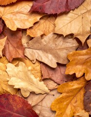 Pile of Colorful Deciduous Leaves in Autumn Colors Flat Lay Arrangement