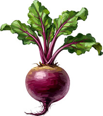 A Whole Beetroot with oil painting