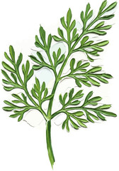 Fototapeta premium A Sprig of Dill with oil painting