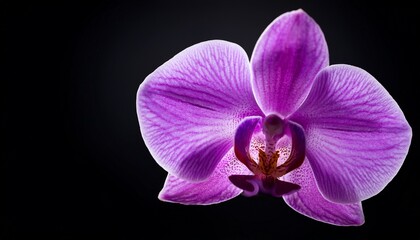 purple orchid on black background