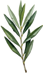 Fototapeta premium A Branch of Olive Leaves with oil painting