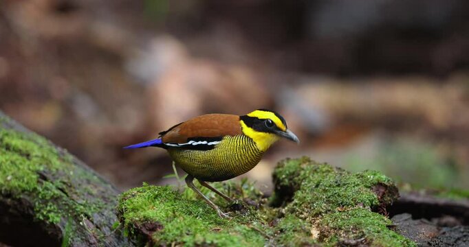 Bornean Banded Pitta (Pitta schwaneri) in its lush rainforest habitat and making it a true jewel of the Bornean rainforests.