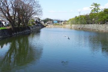 Fototapeta premium 日本：岡山城跡／目安橋から見る鷺が飛ぶ堀【烏城公園】岡山県岡山市