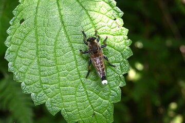 A male Promachus yesonicus. It is 2-3cm long, has yellow hairs all over its body, and catches and eats other insects. Males have white hairs on their tails.